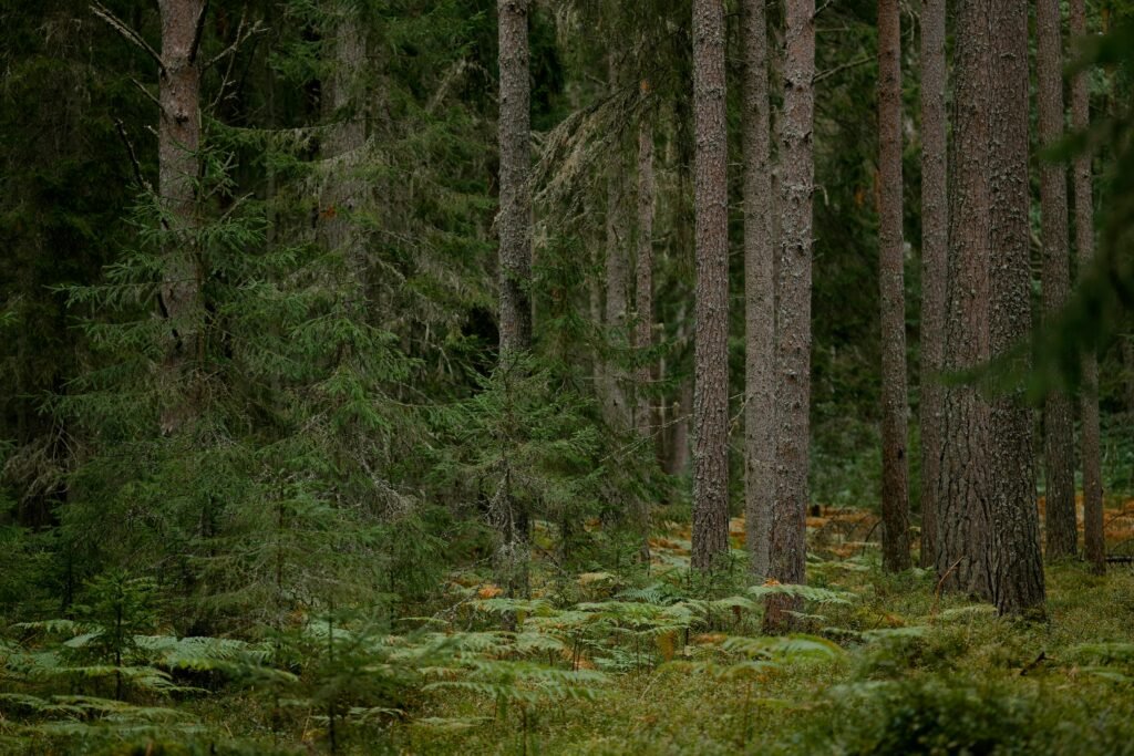 Explore the lush, tranquil beauty of an unspoiled coniferous forest, rich with evergreen trees and ferns.