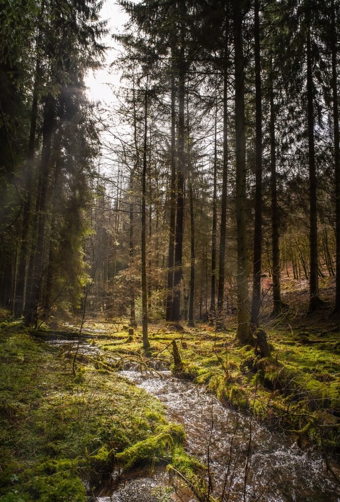 forest, landscape, river, nature, hike, forest, forest, forest, forest, forest, river